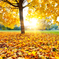 Your Autumn Home Maintenance To-Do List: Is It Done Yet?