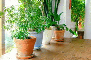 Let Houseplants Do the Work and Clean Your Air | Detmer