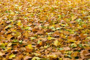 How Do Fallen Leaves Affect Your Home's HVAC?