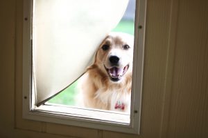  Are Your Energy Bills Affected by Pet Doors?