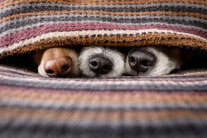 How to Create a Comfortable Home for Pets with Indoor Heating