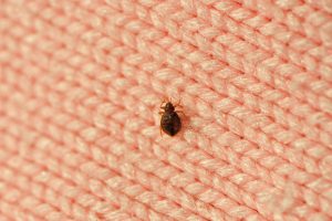 Air Ducts and Bed Bugs: How They're Related