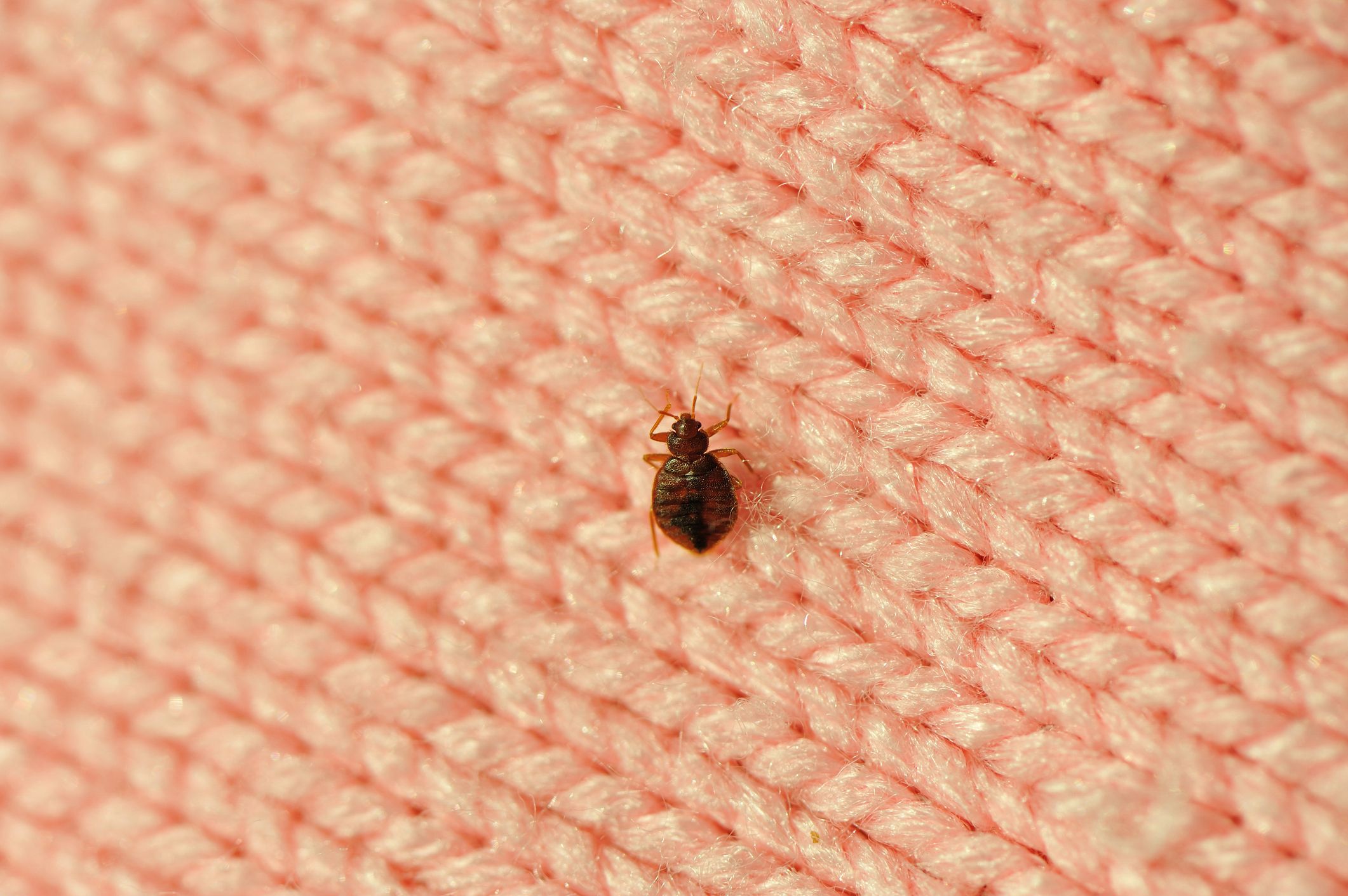 can bed bugs travel through vents
