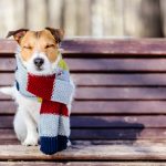 keeping pets warm in winter