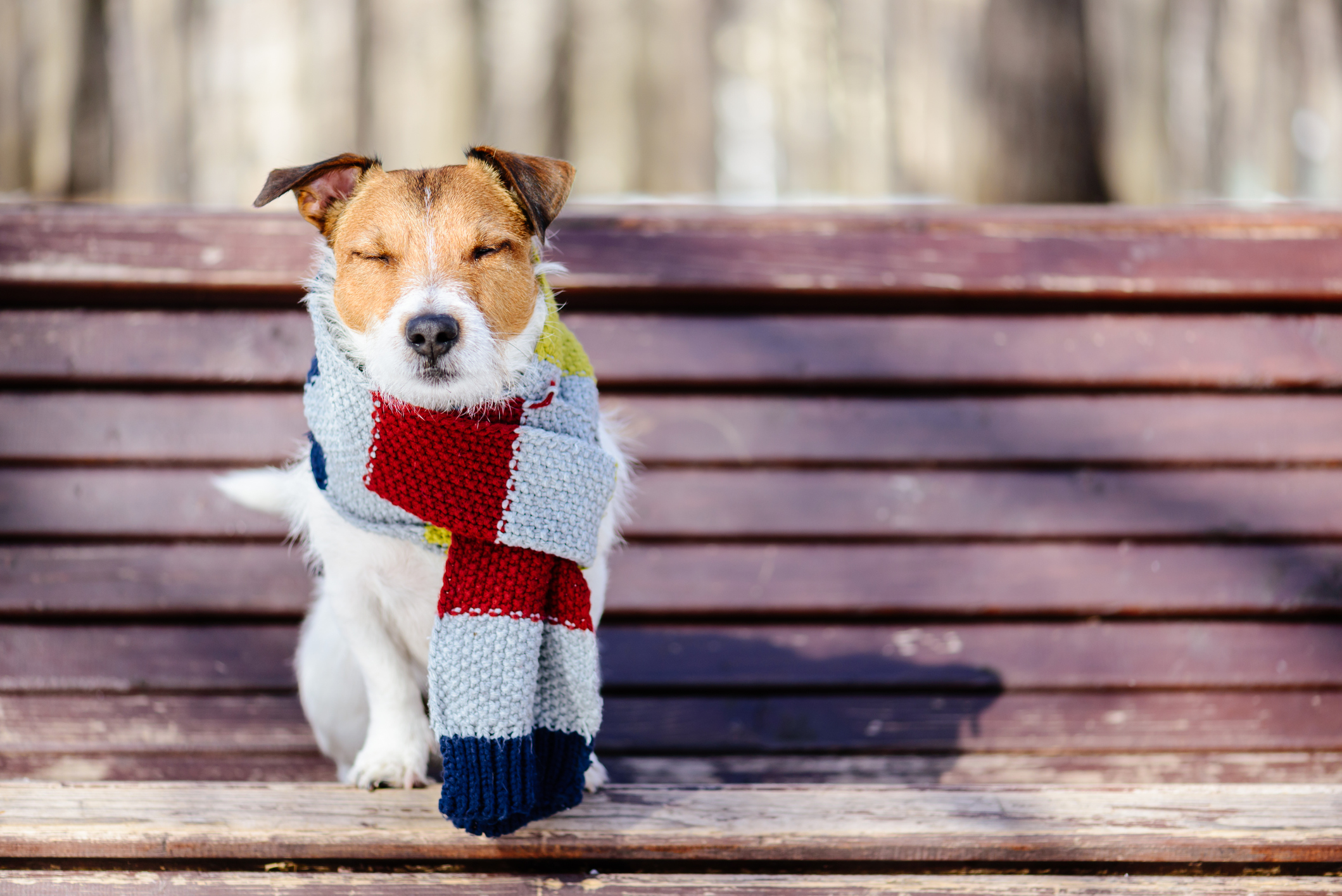keeping pets warm in winter