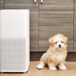 pets and air quality